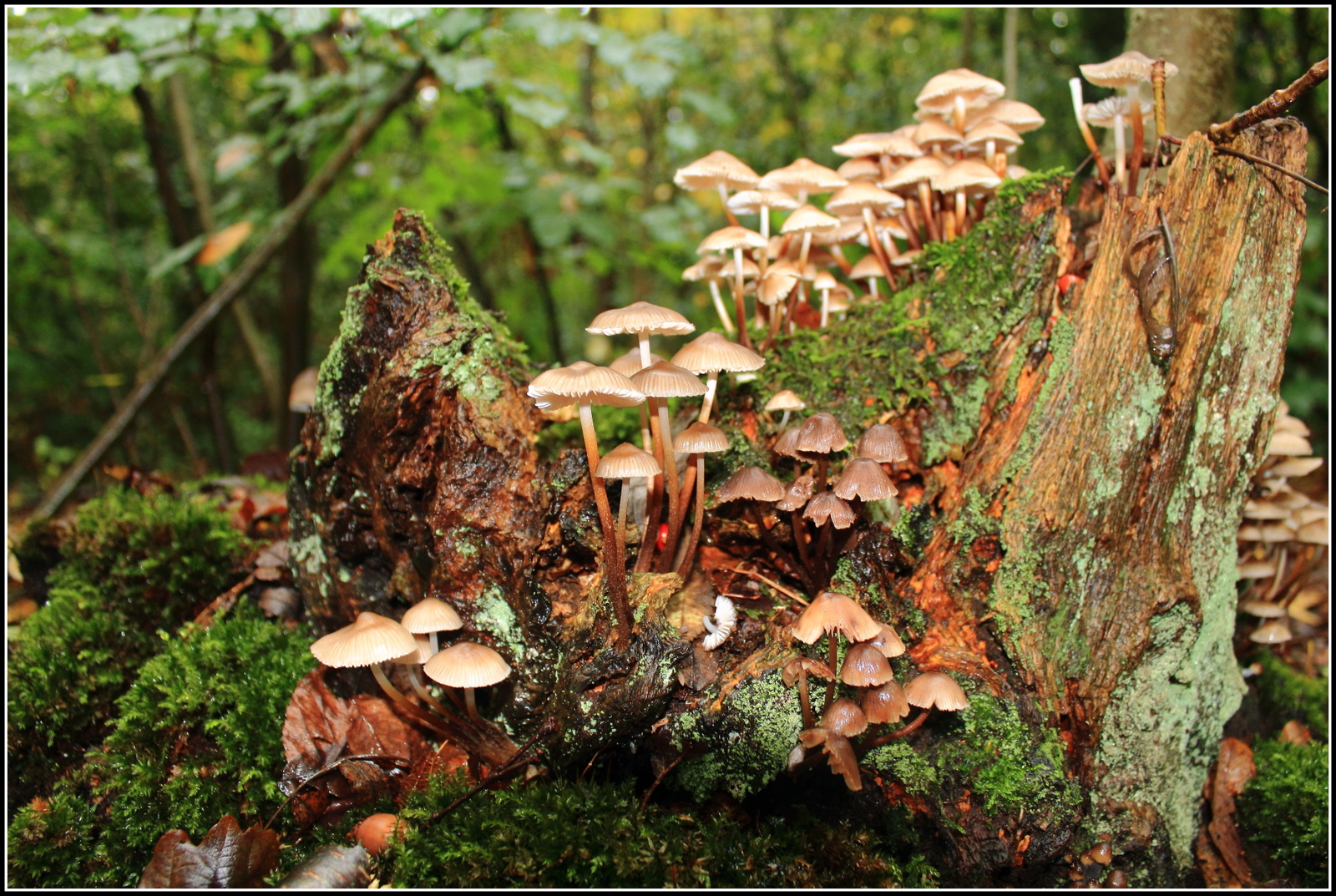 Herfst, ze schieten als paddenstoelen uit de grond