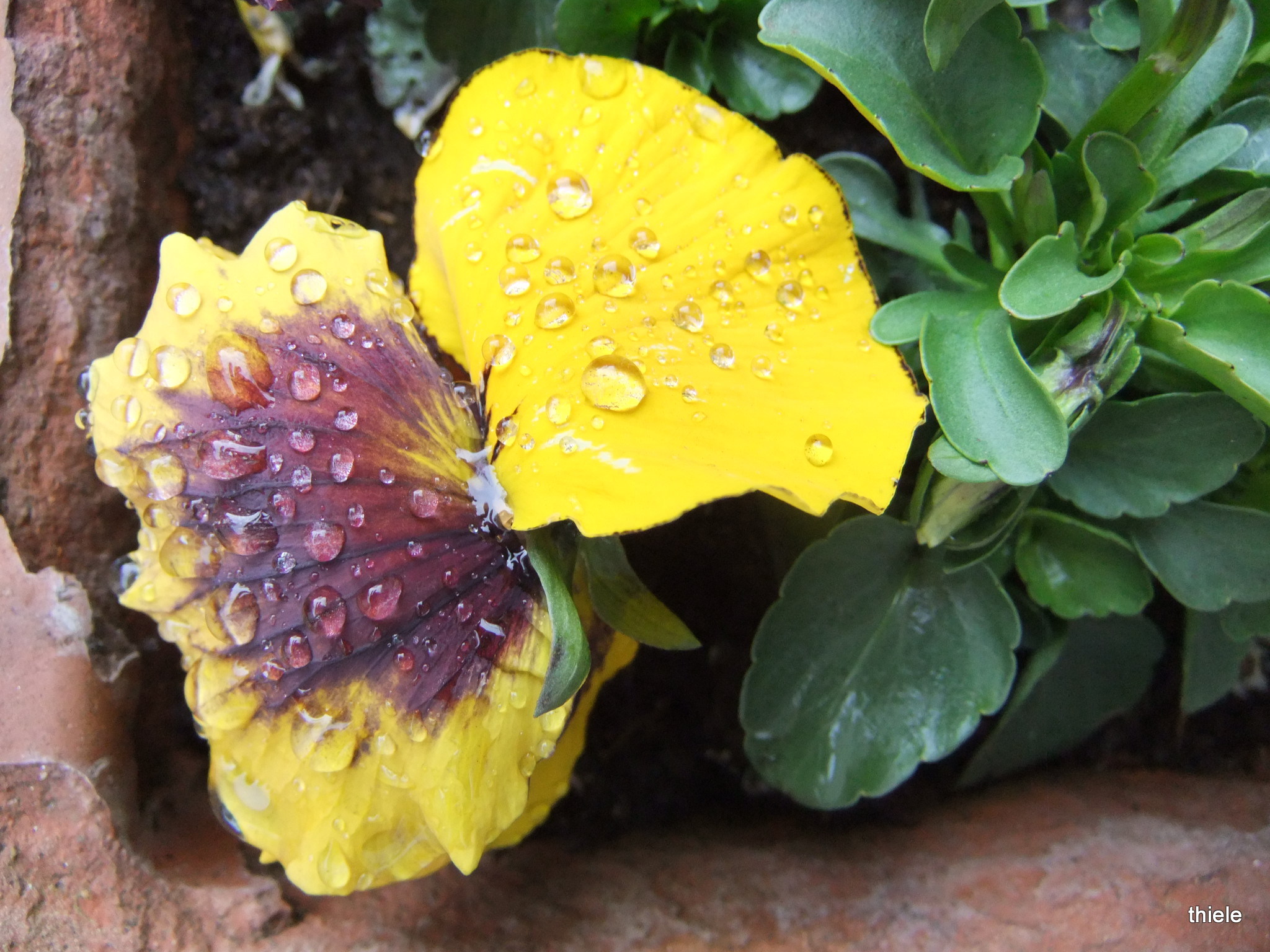 exotisch  in de regen 