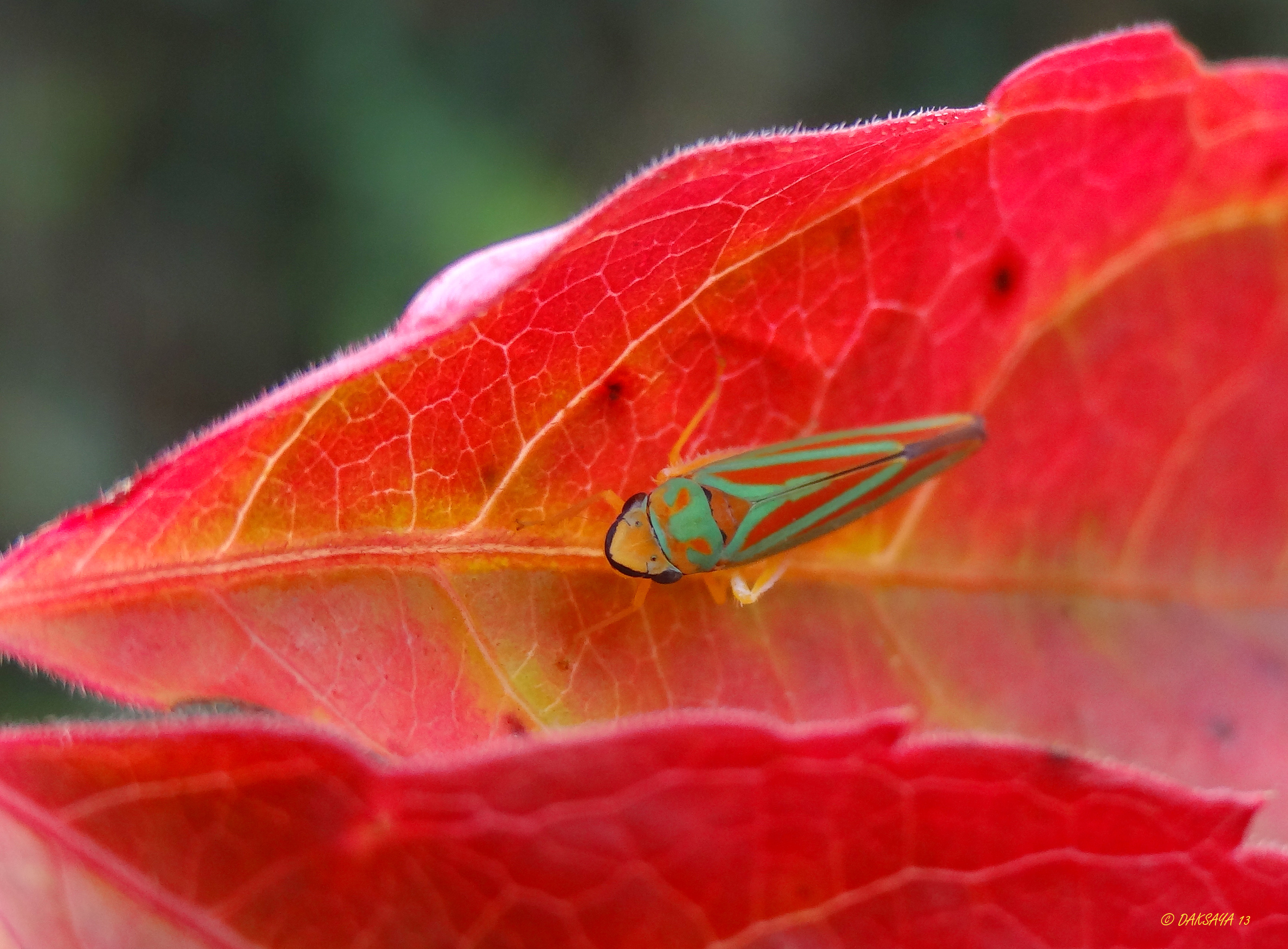 Rododendroncicade