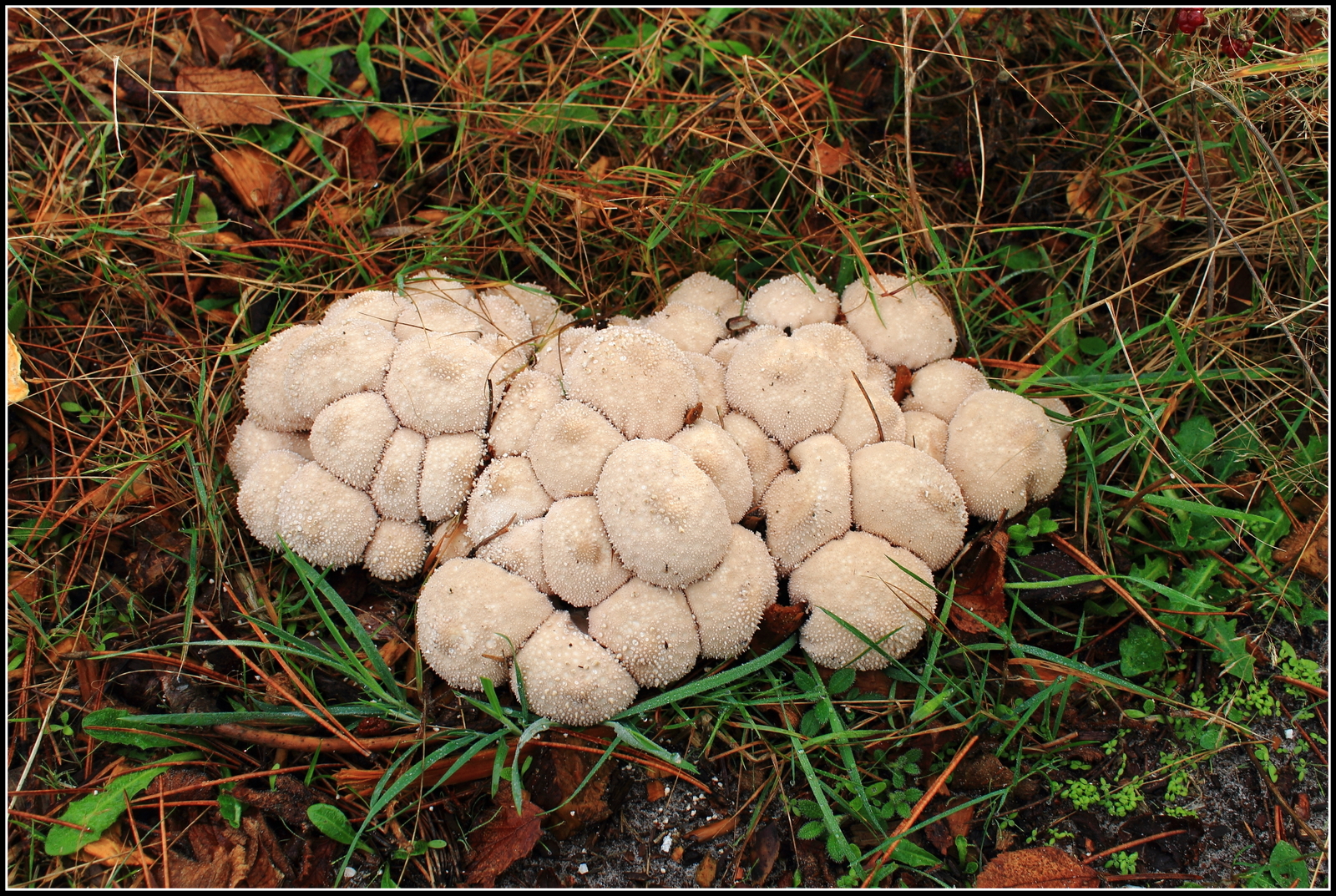 Herfst, ze schieten als paddenstoelen uit de grond