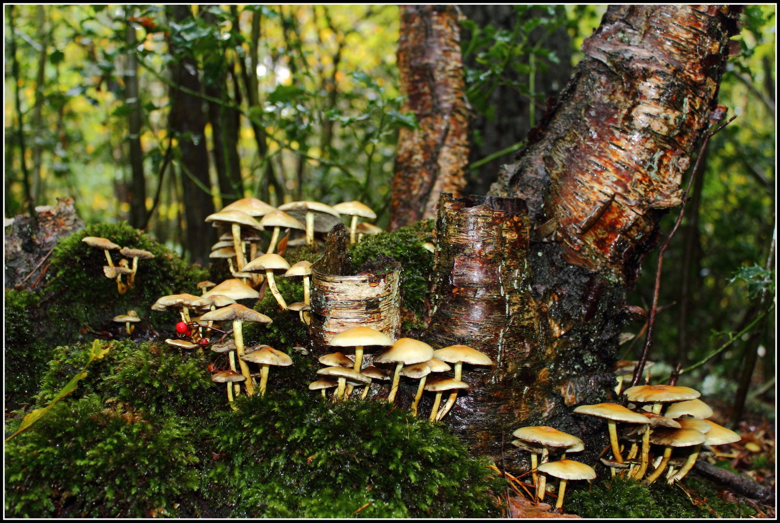 Herfst, ze schieten als paddenstoelen uit de grond