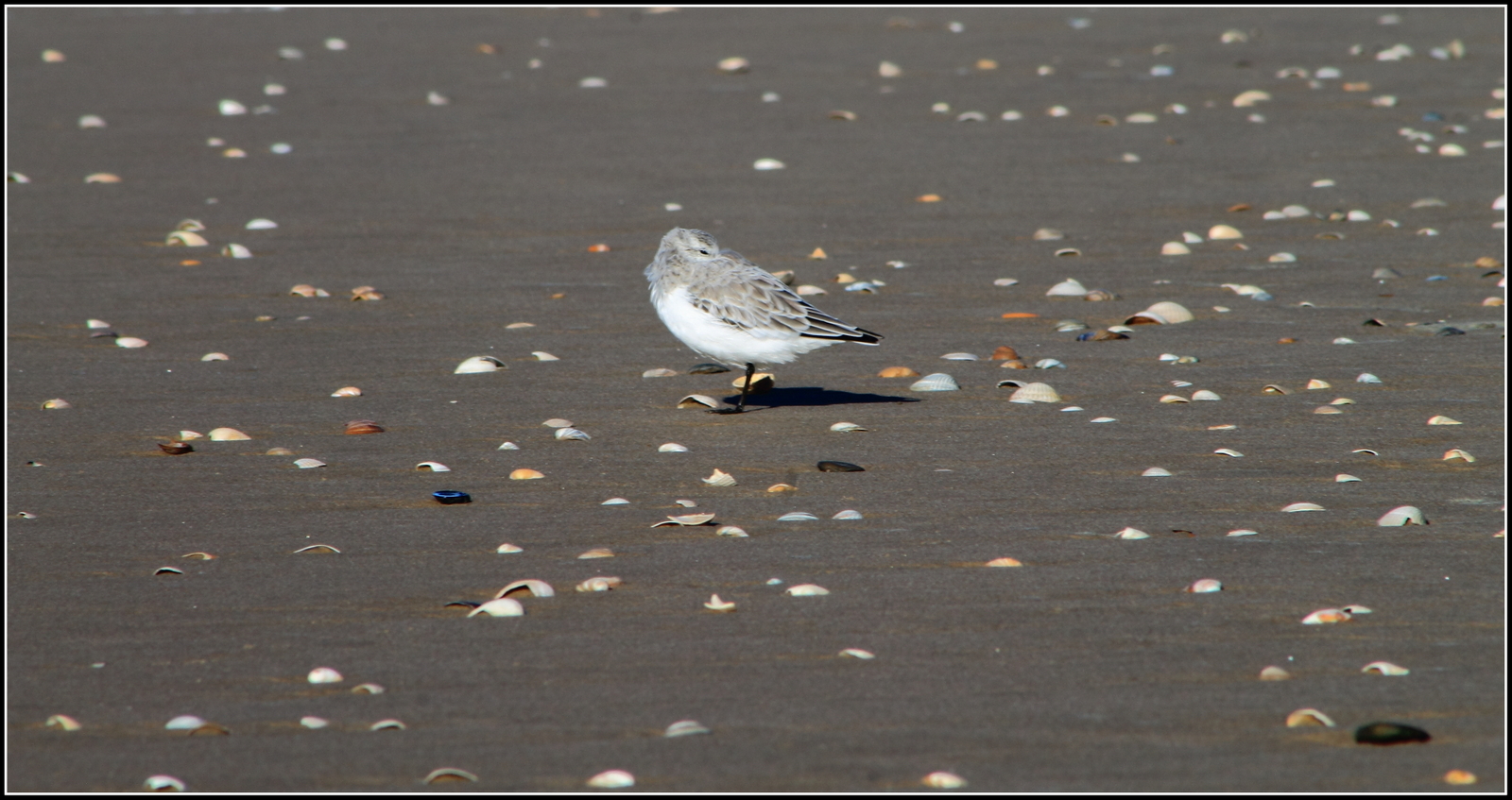 Drieteenstrandloper.