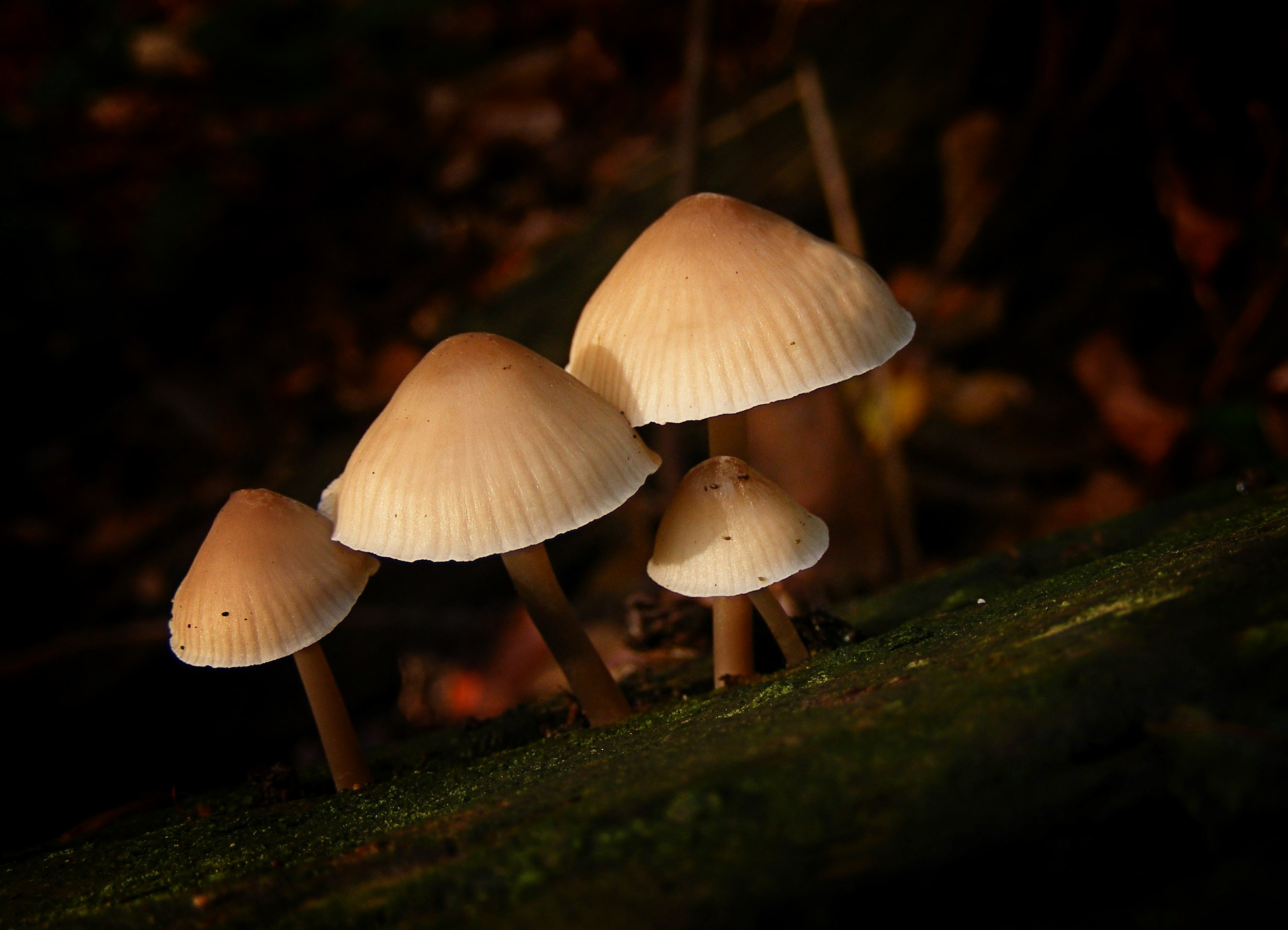 Een groepje paddestoeltjes