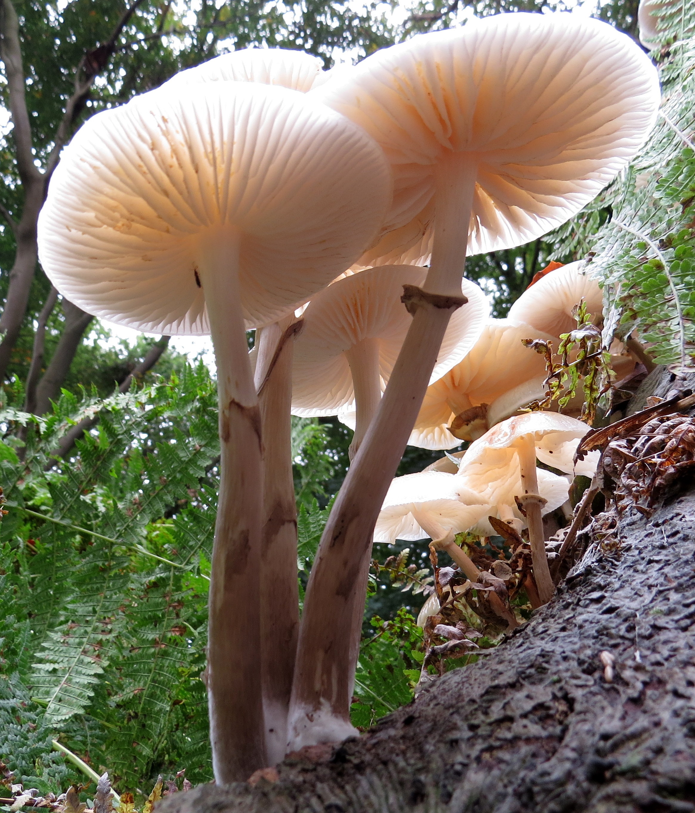 Hoog op de steeltjes