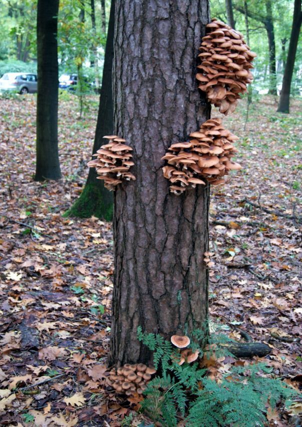 boom met honingzwammen