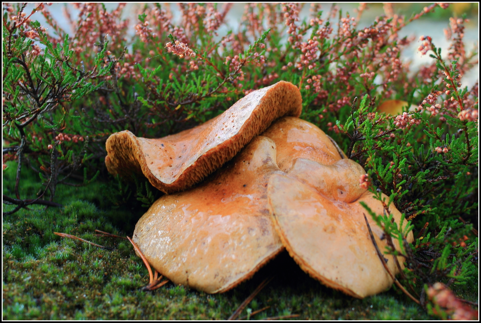 Herfst, ze schieten als paddenstoelen uit de grond