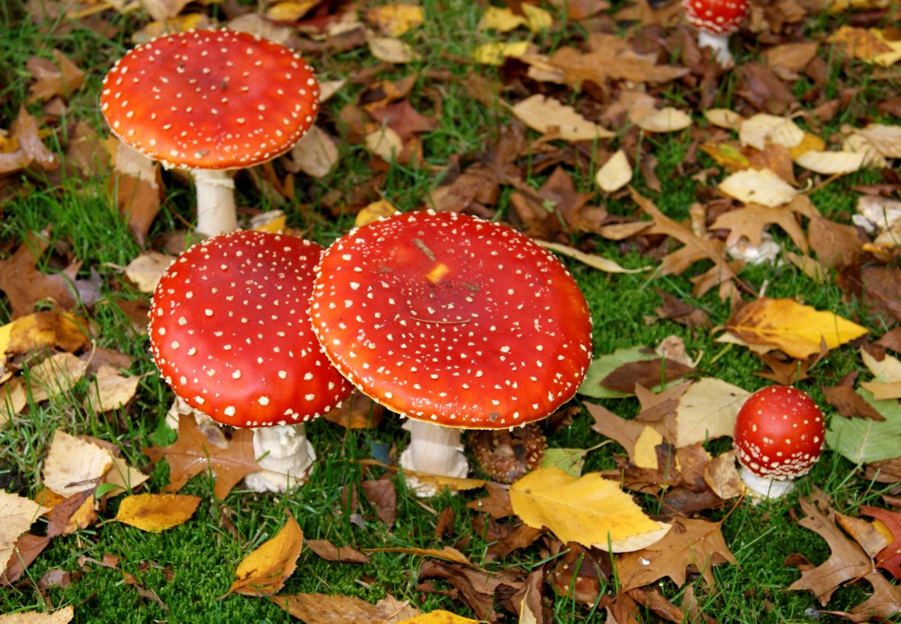 groepje vliegenzwammen