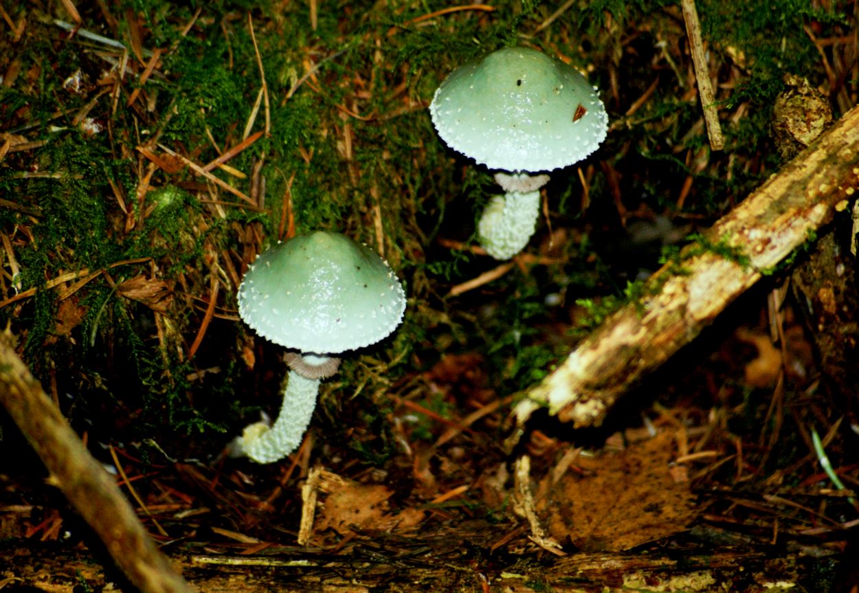 echte groene koperzwammen
