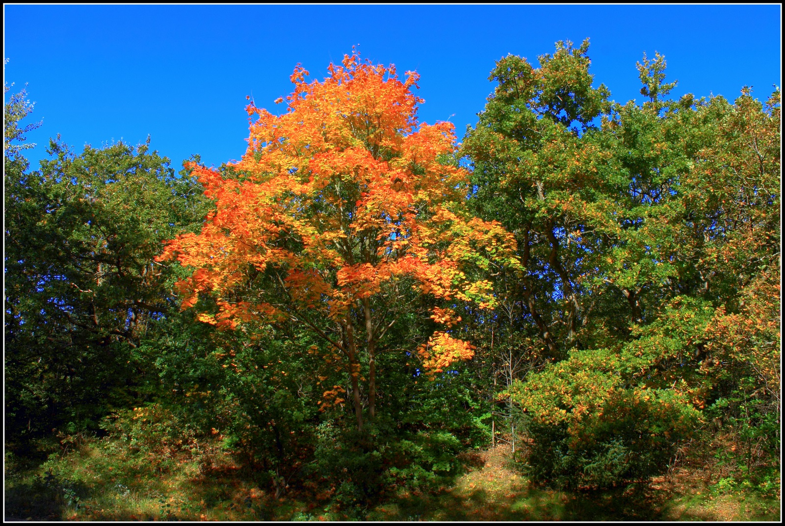 Het bos begint langzaam kleur te krijgen.