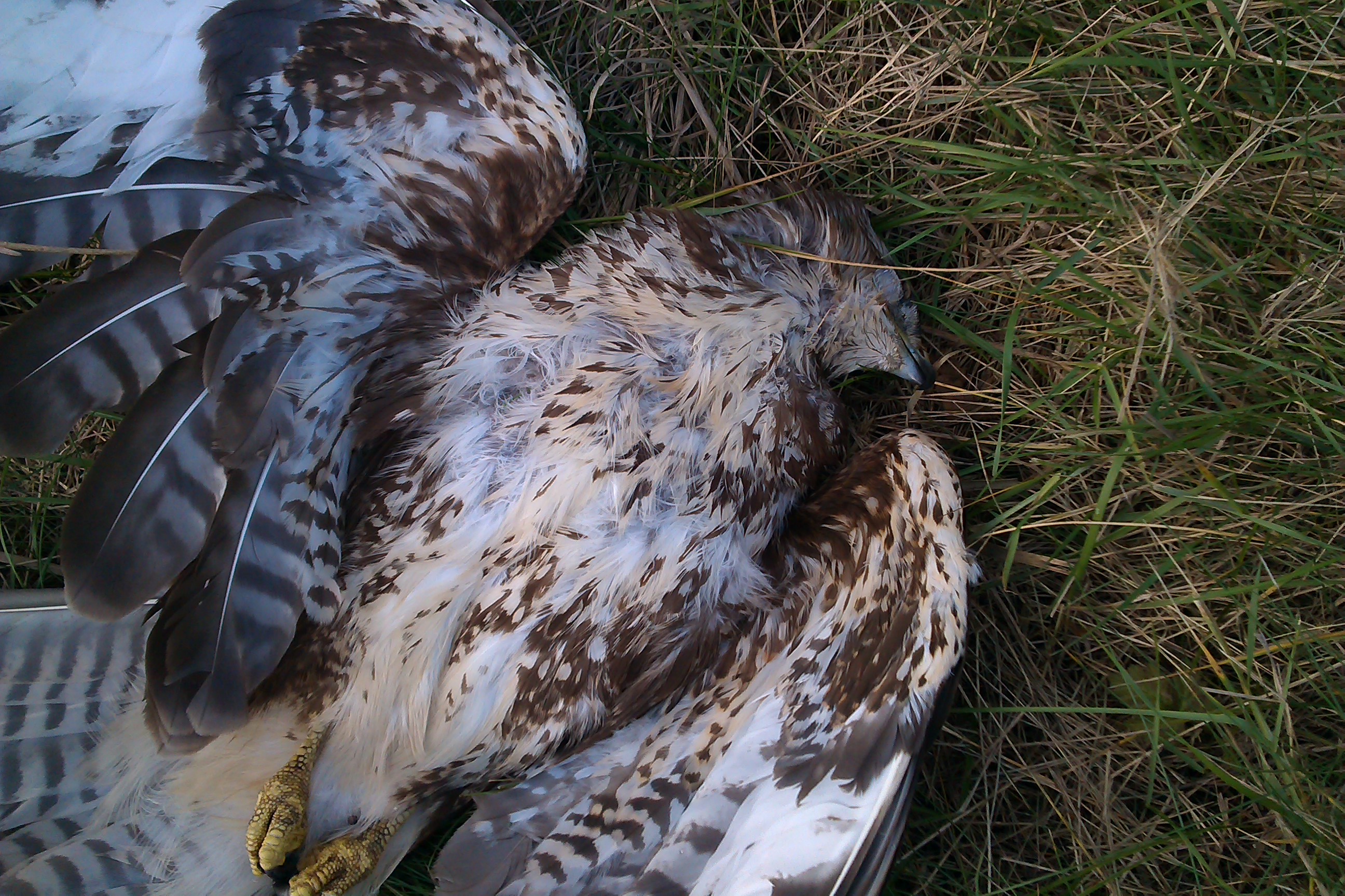 Verkeersongeval Buizerd