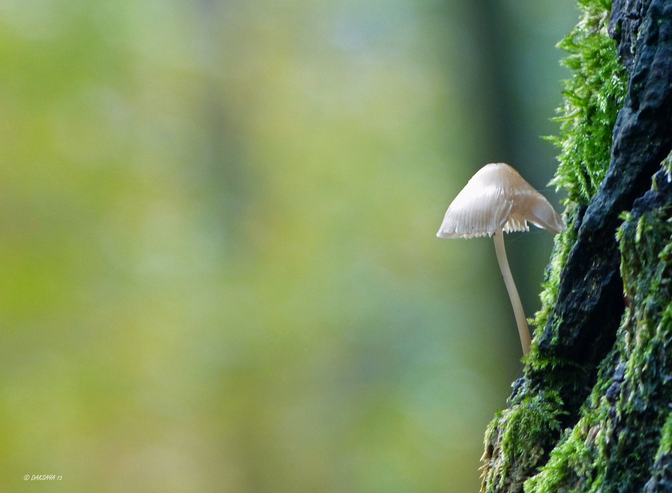 Mycena