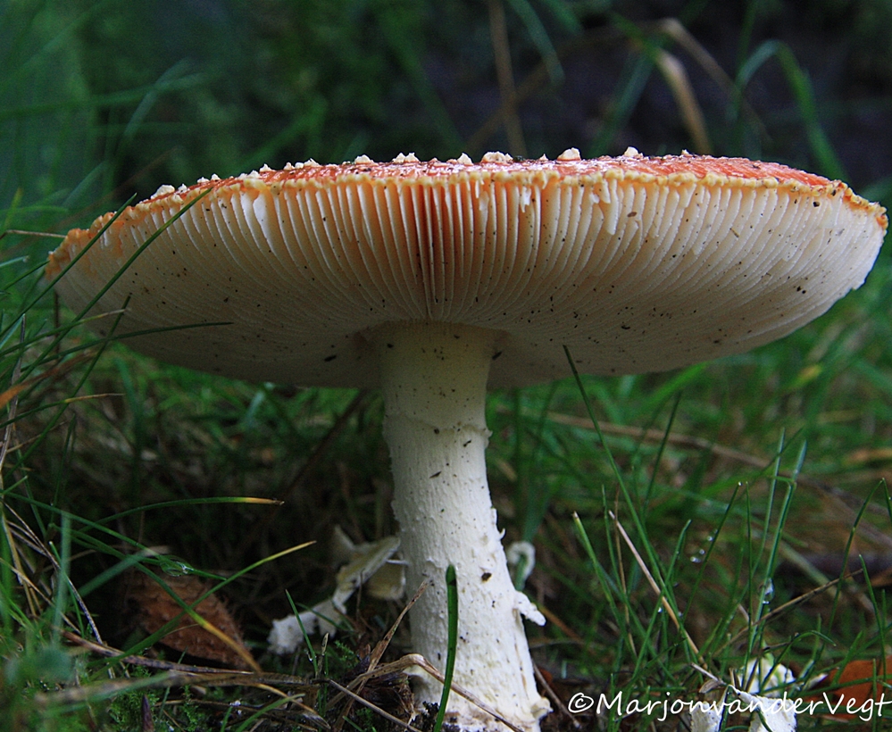 Rood met witte stippen...