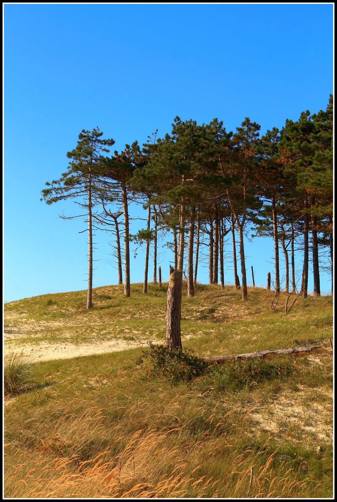 Het bos begint langzaam kleur te krijgen.