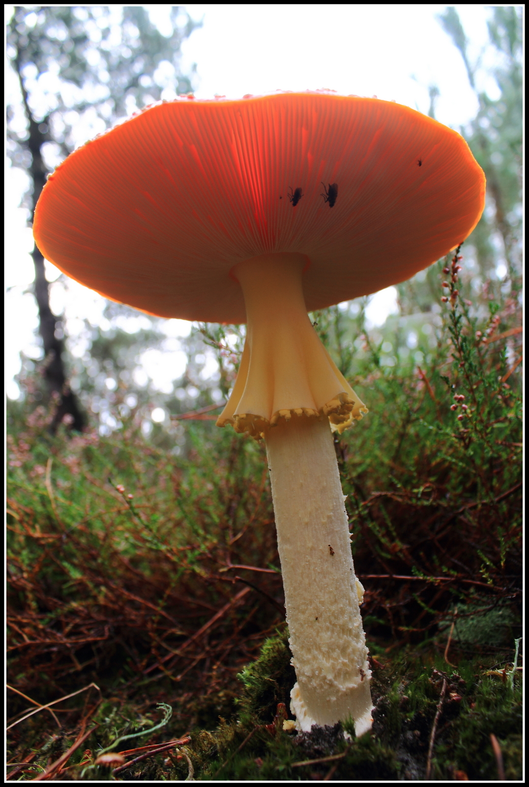 Herfst, ze schieten als paddenstoelen uit de grond