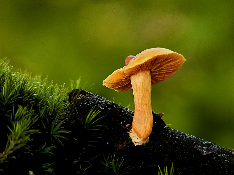 Zo klein en zo mooi met de herfst