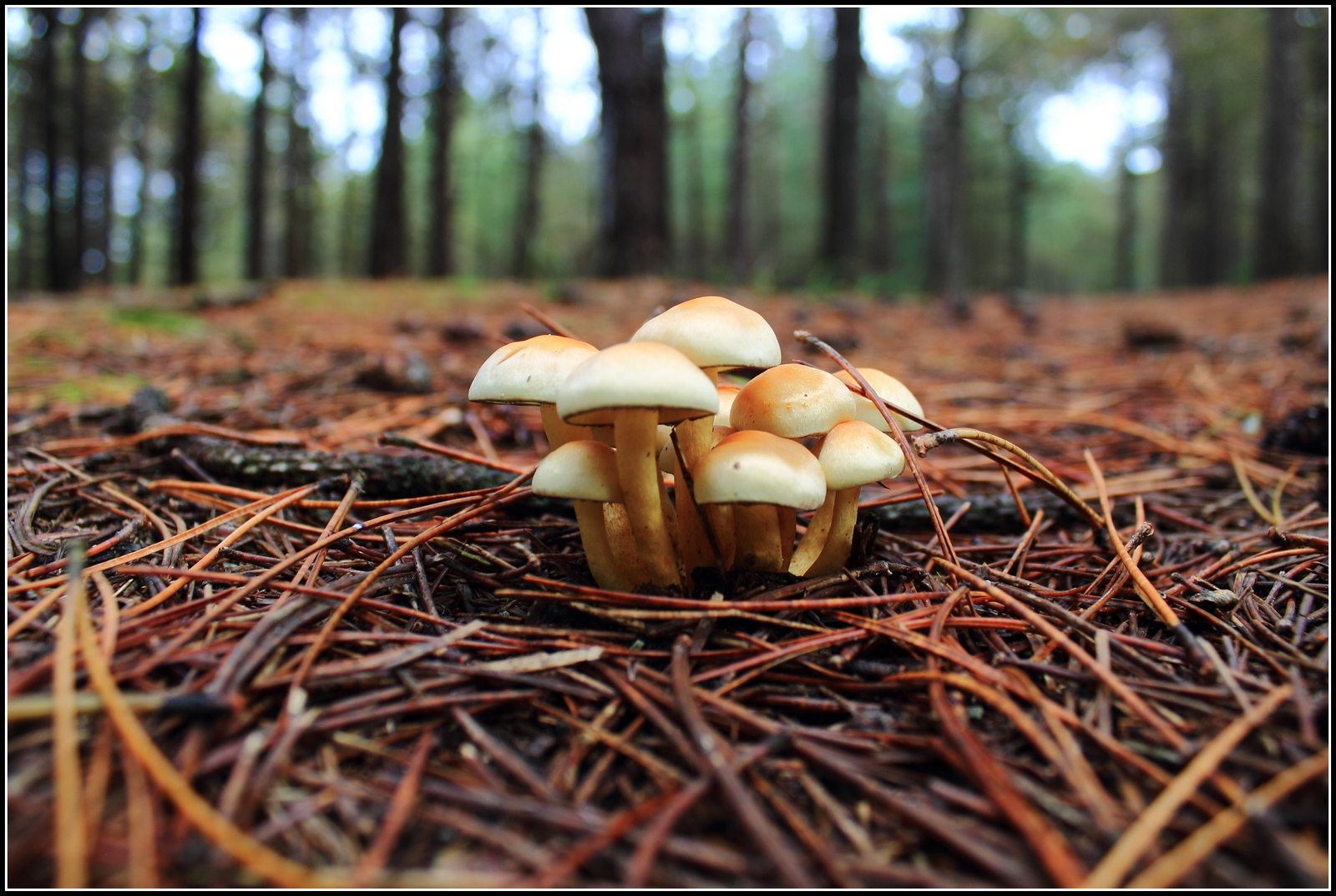 Herfst, ze schieten als paddenstoelen uit de grond.