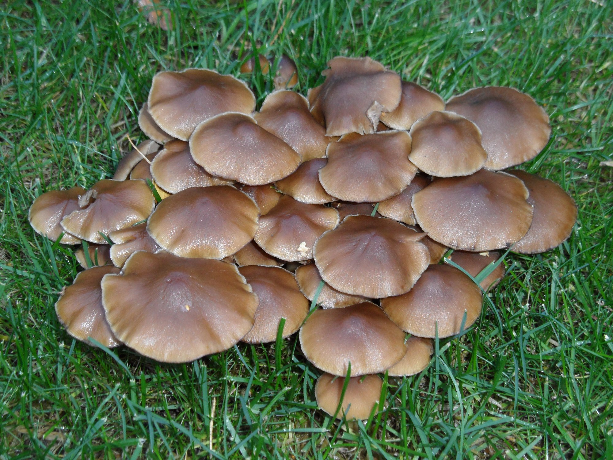 paddestoelen/zwammen
