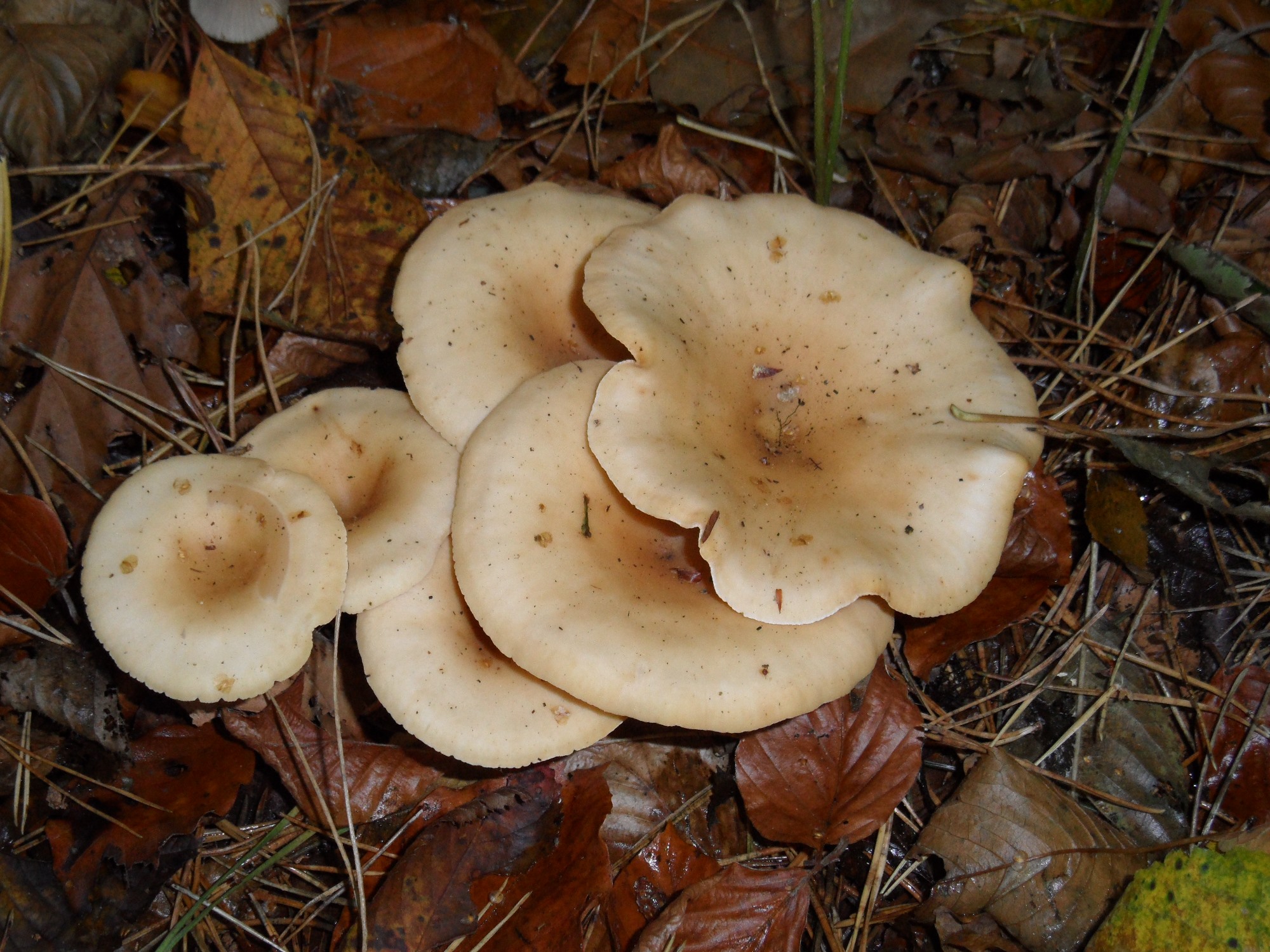 paddestoelen/zwammen