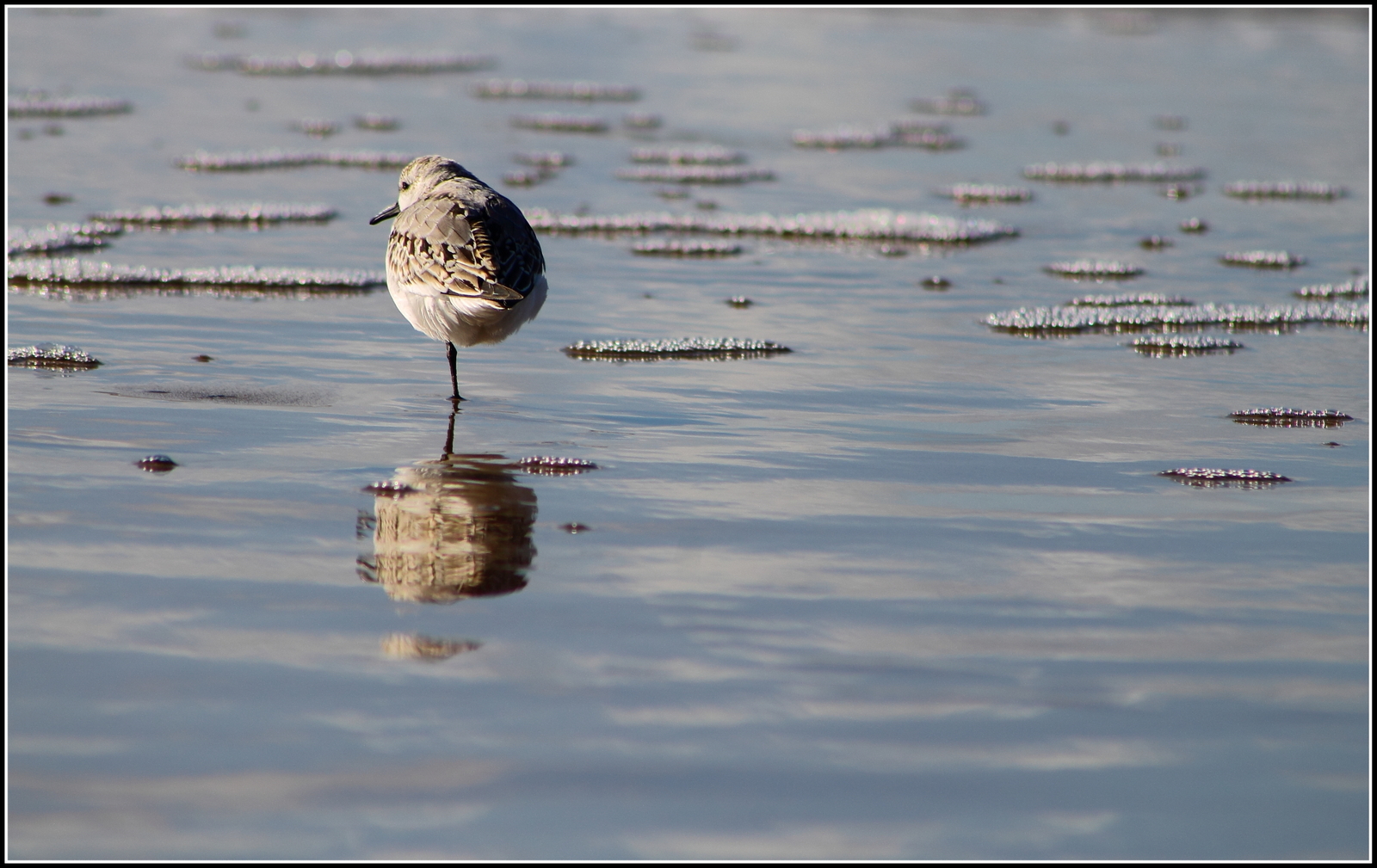 Drieteenstrandloper.