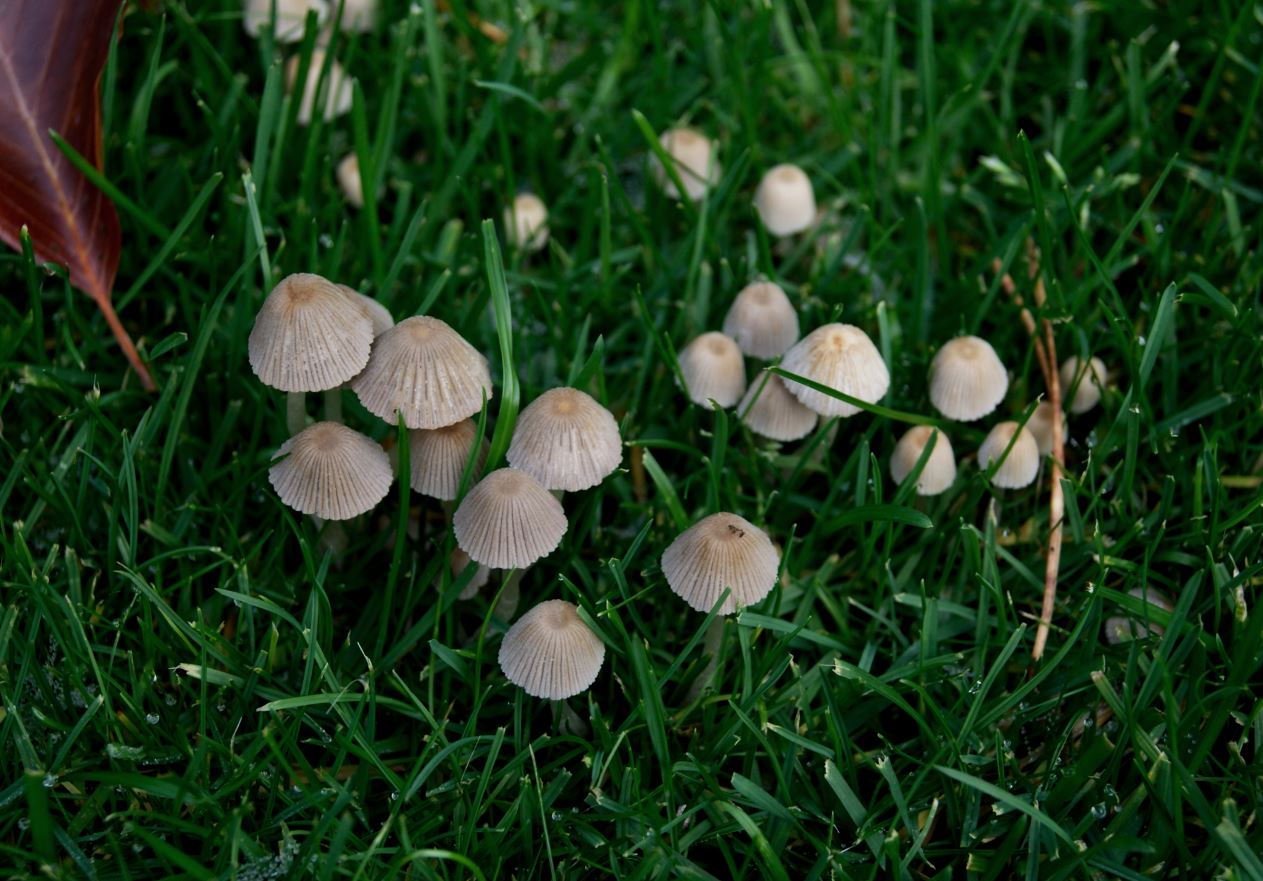 kleine paddestoelen