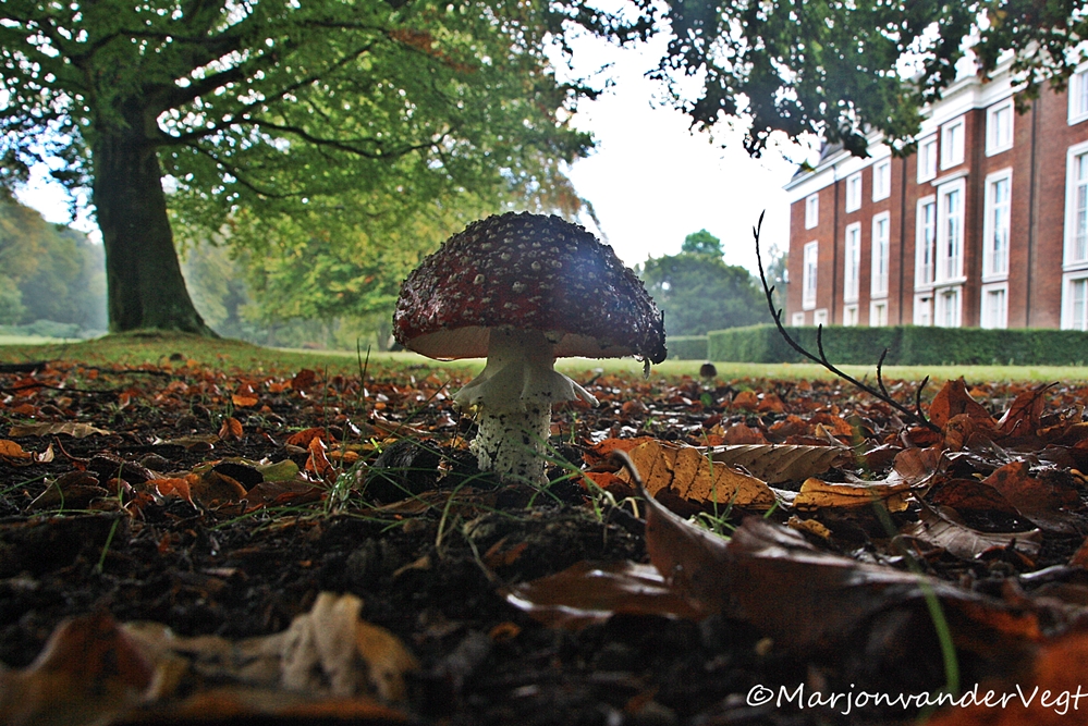 Rood met witte stippen...