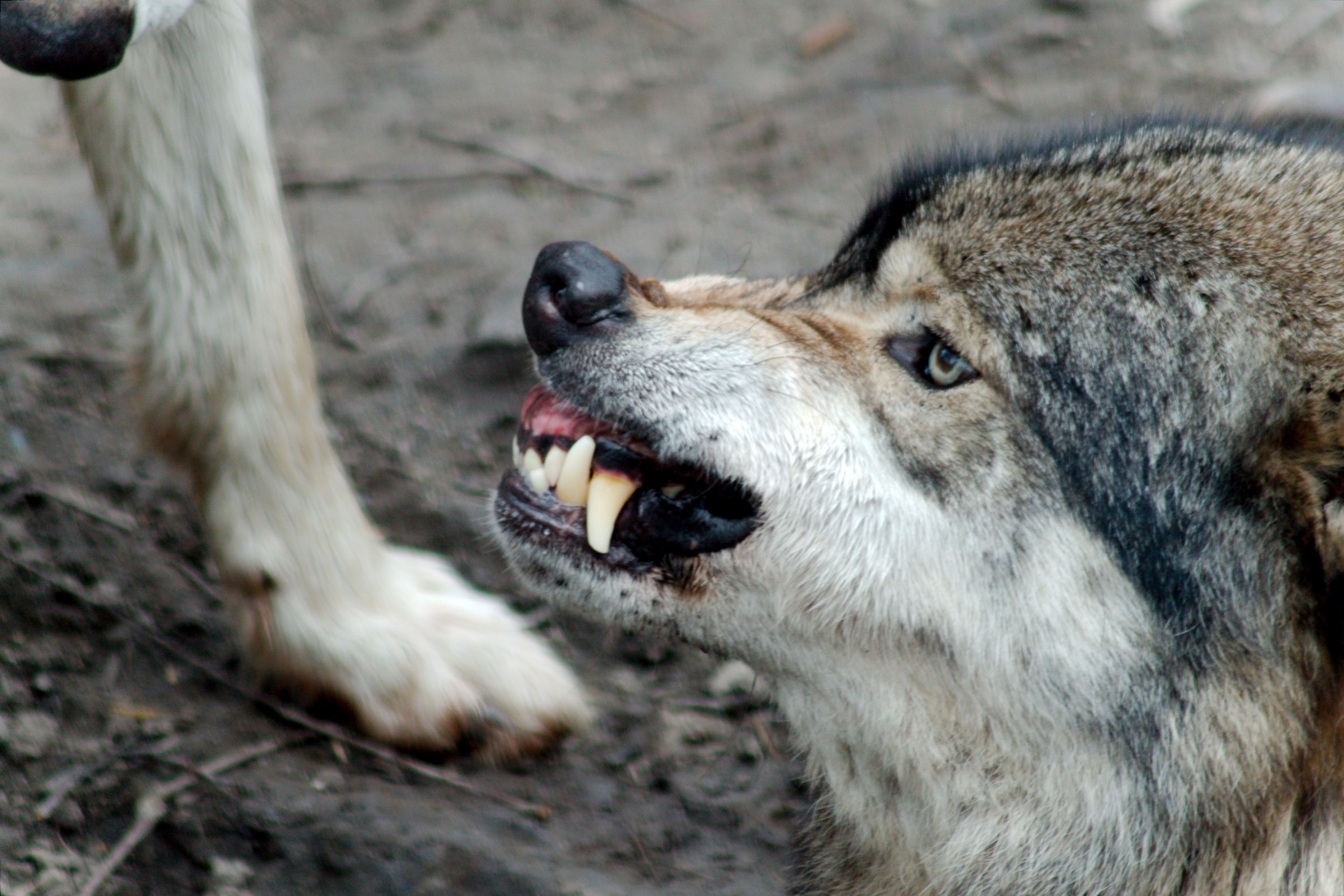 Wolf in Nederland