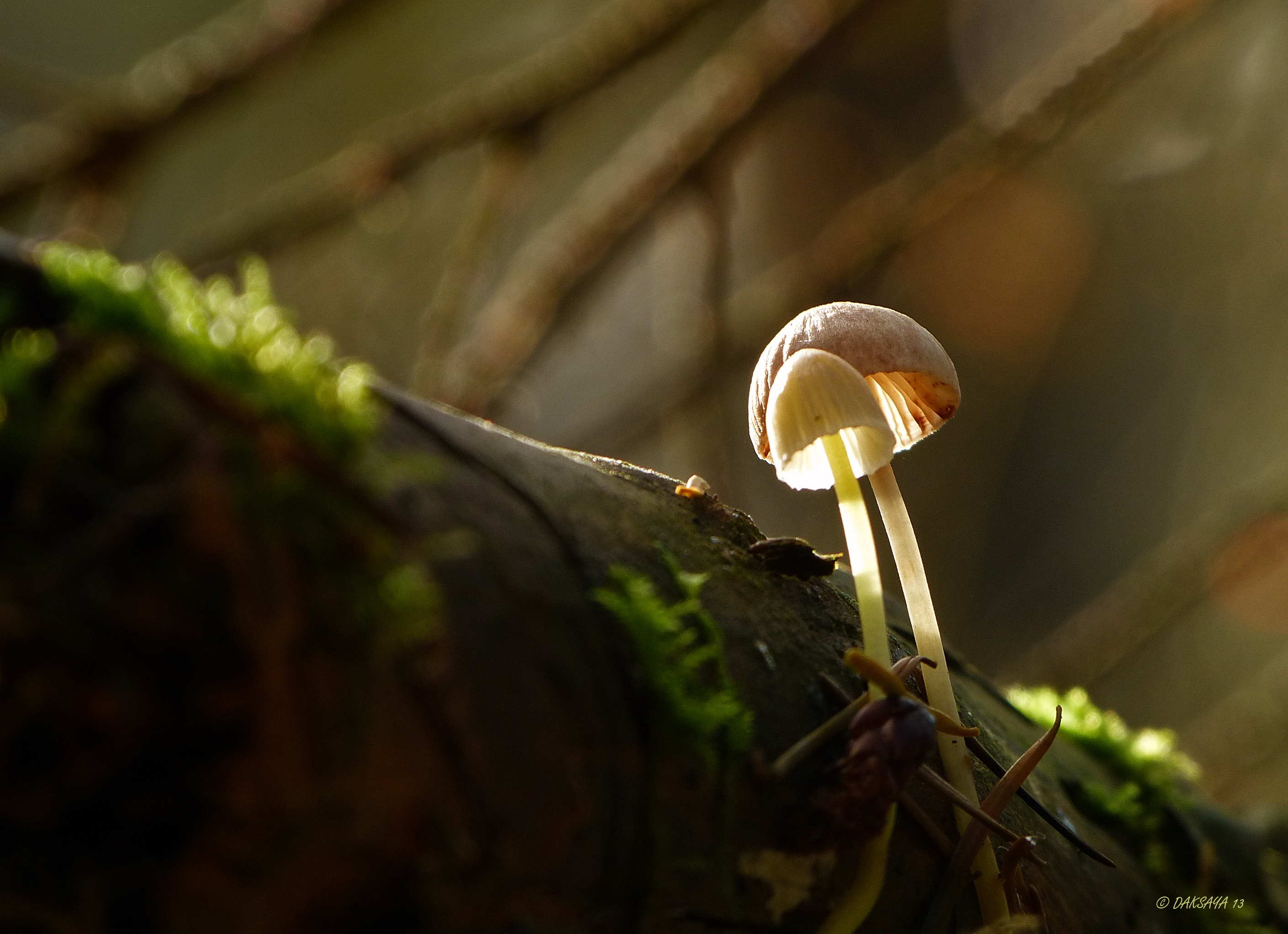 Mycena