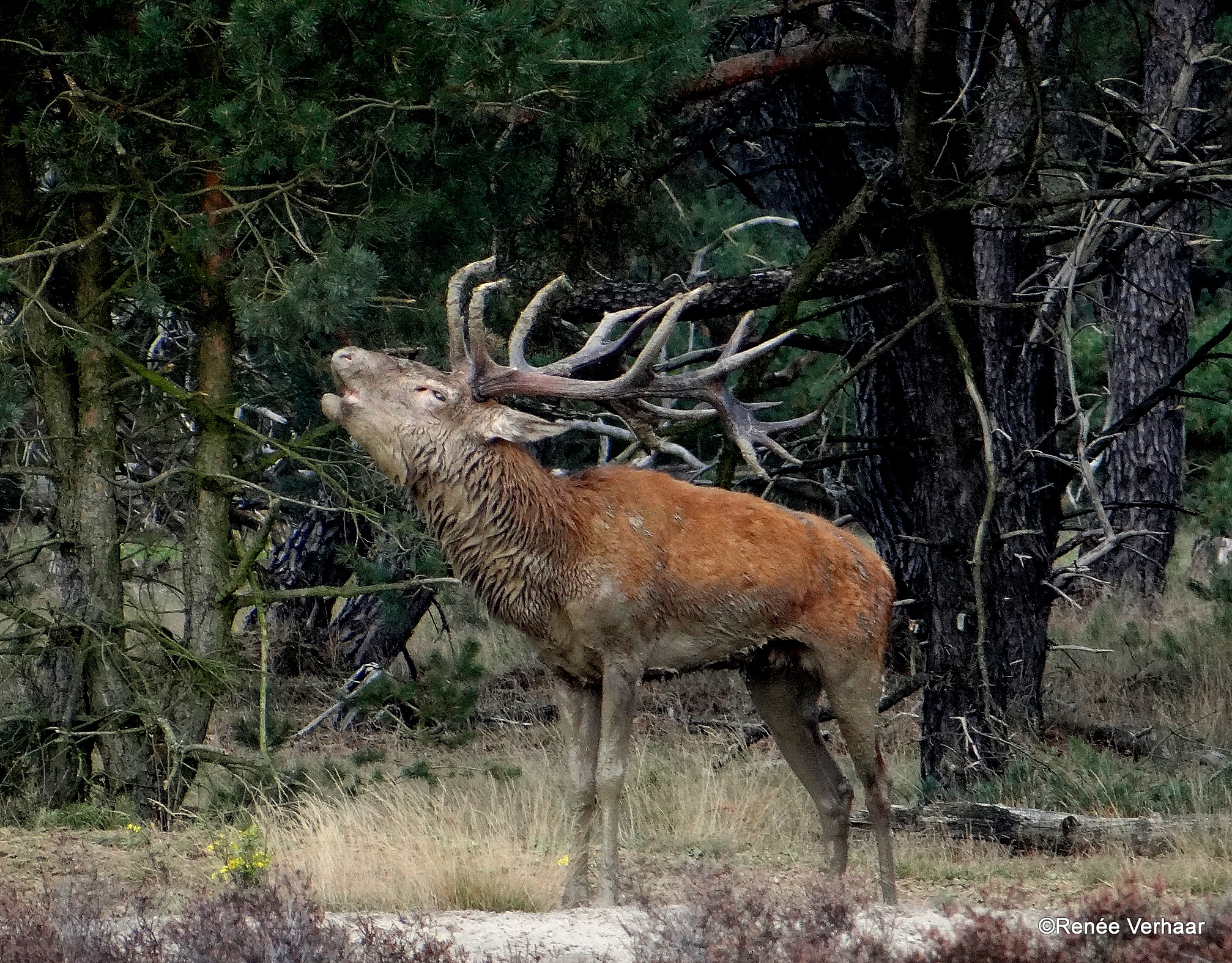 Burlen...na modderbad.