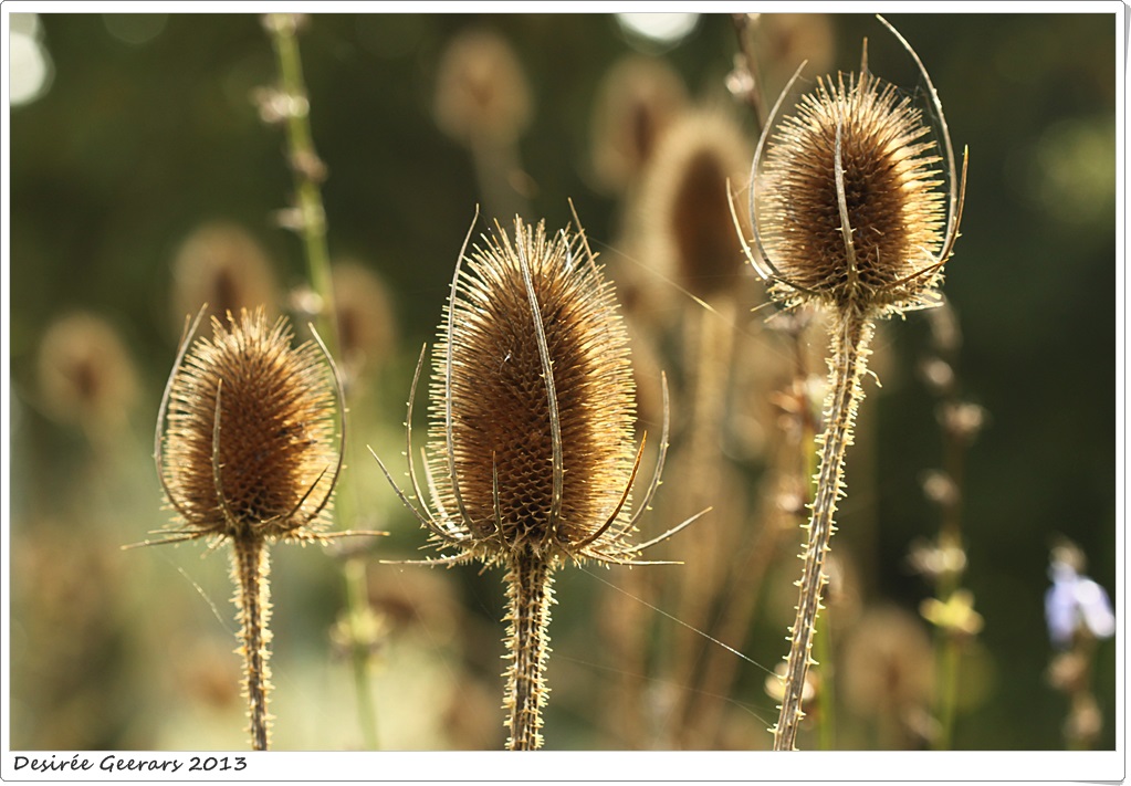 uitgebloeide kaardebollen