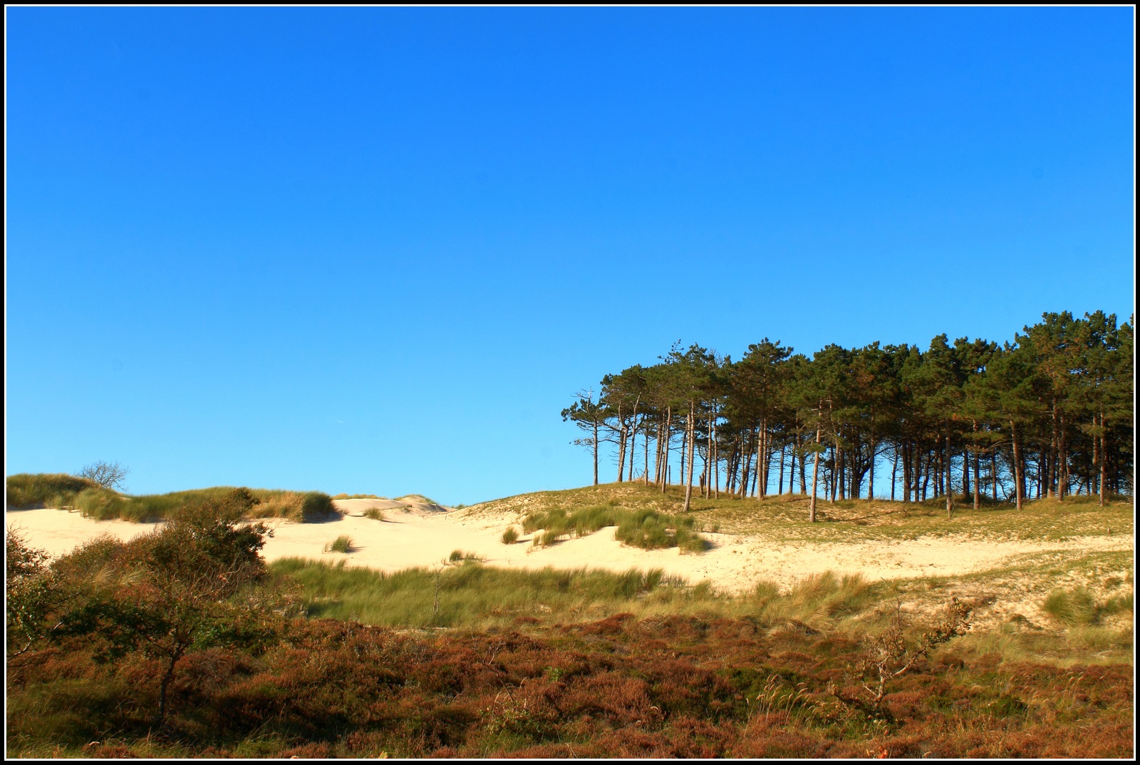 Het bos begint langzaam kleur te krijgen.