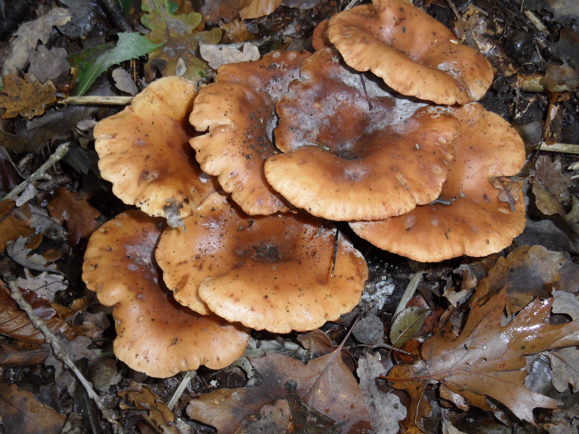 paddestoelen/zwammen