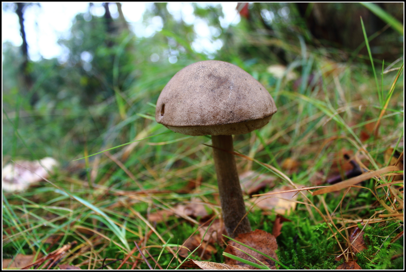 Herfst, ze schieten als paddenstoelen uit de grond
