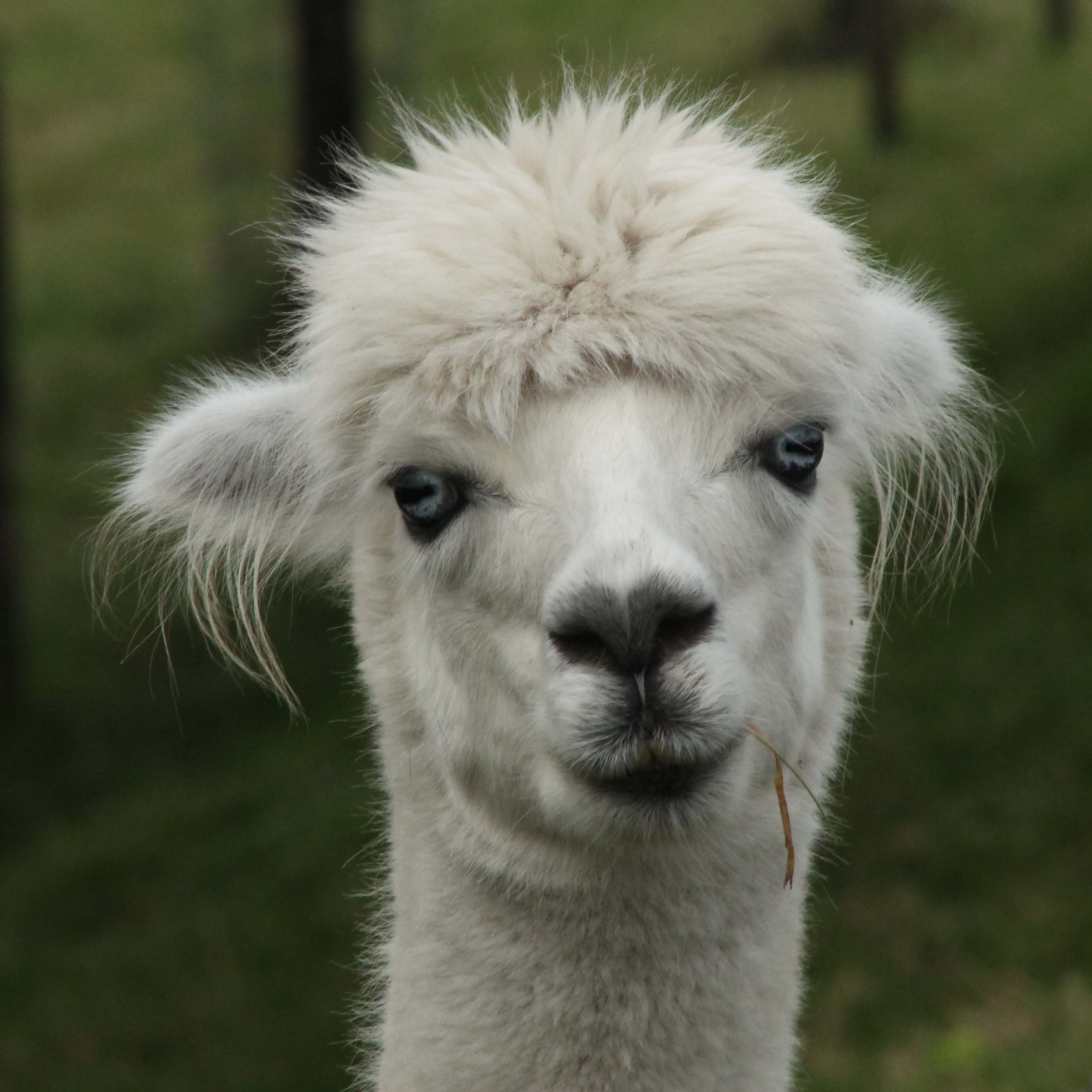 Alpaca