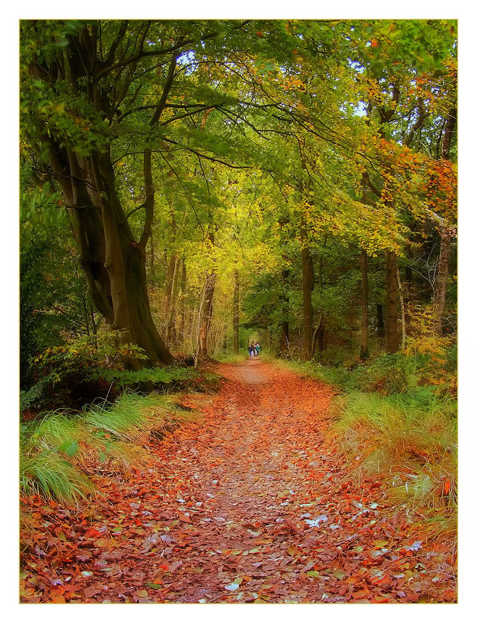 Herfst in de Vegilinbossen bij Sint Nicolaasga