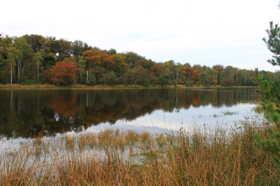 Herfstkleurige waterkant