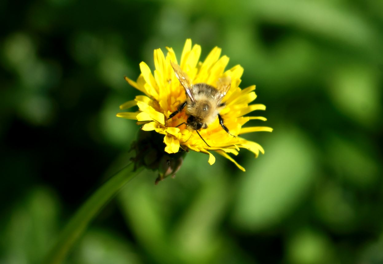 bloem met hommel