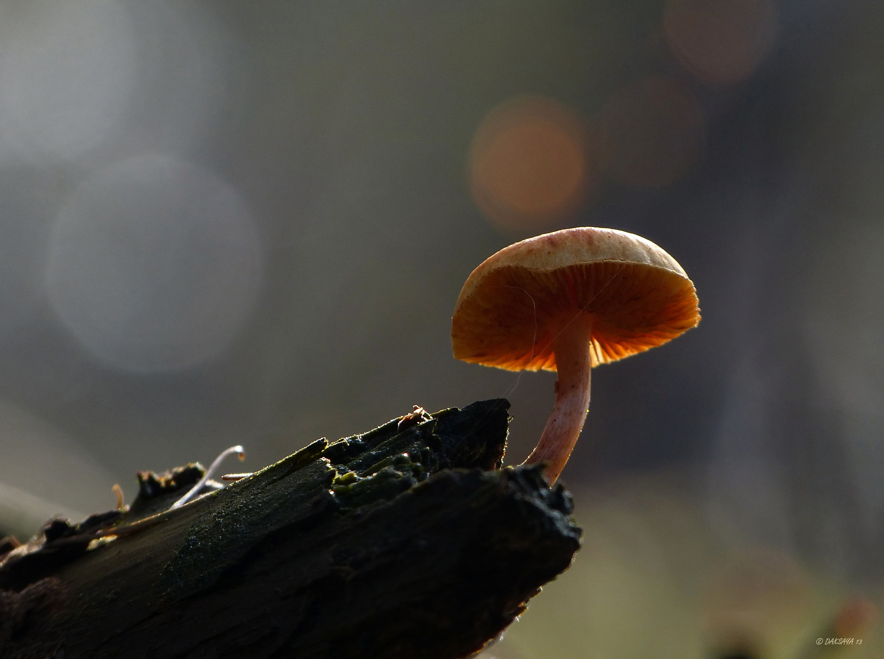 Boegbeeld