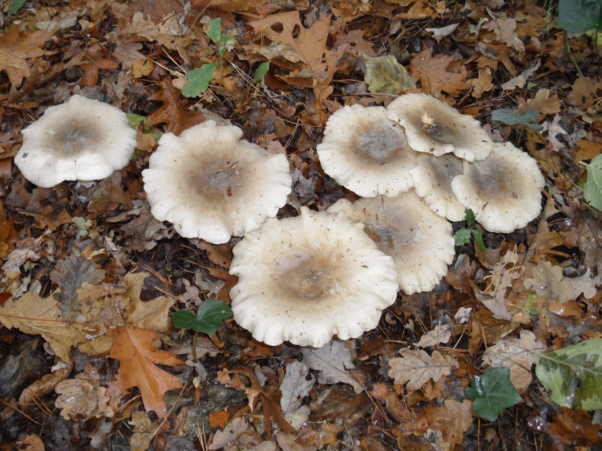 paddestoelen/zwammen