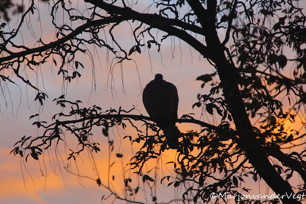 Goedemorgen Nederland !