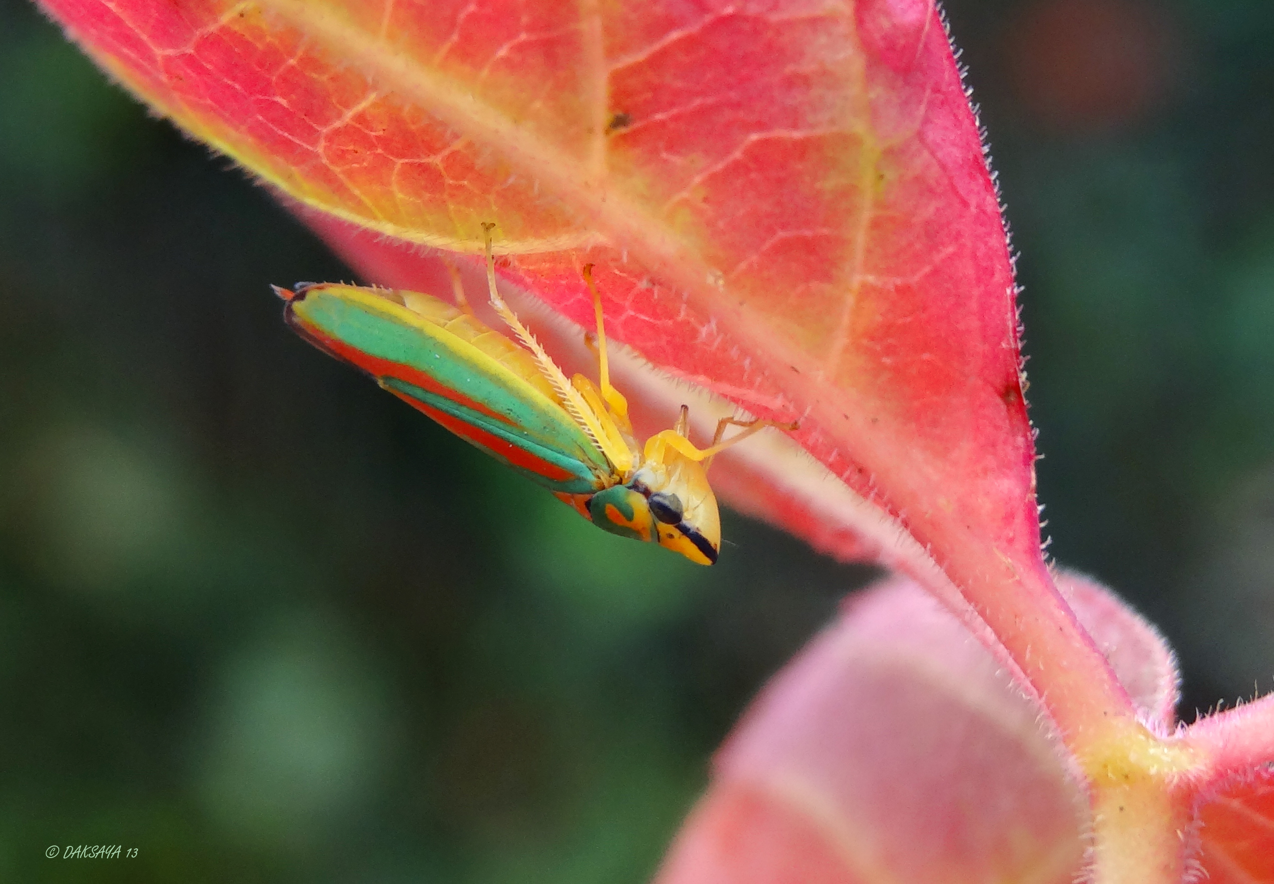 Rododendroncicade