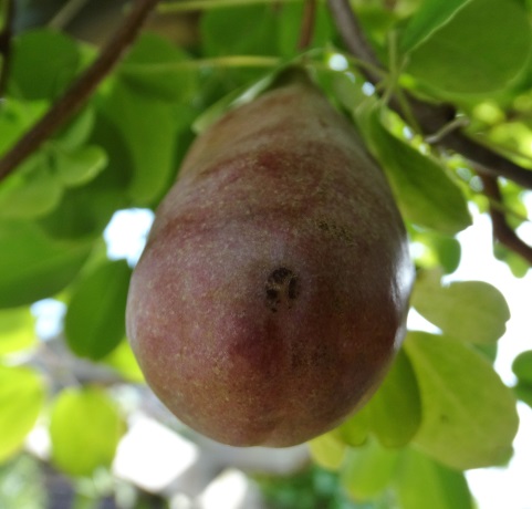 Klimbes of schijnaugurk 1