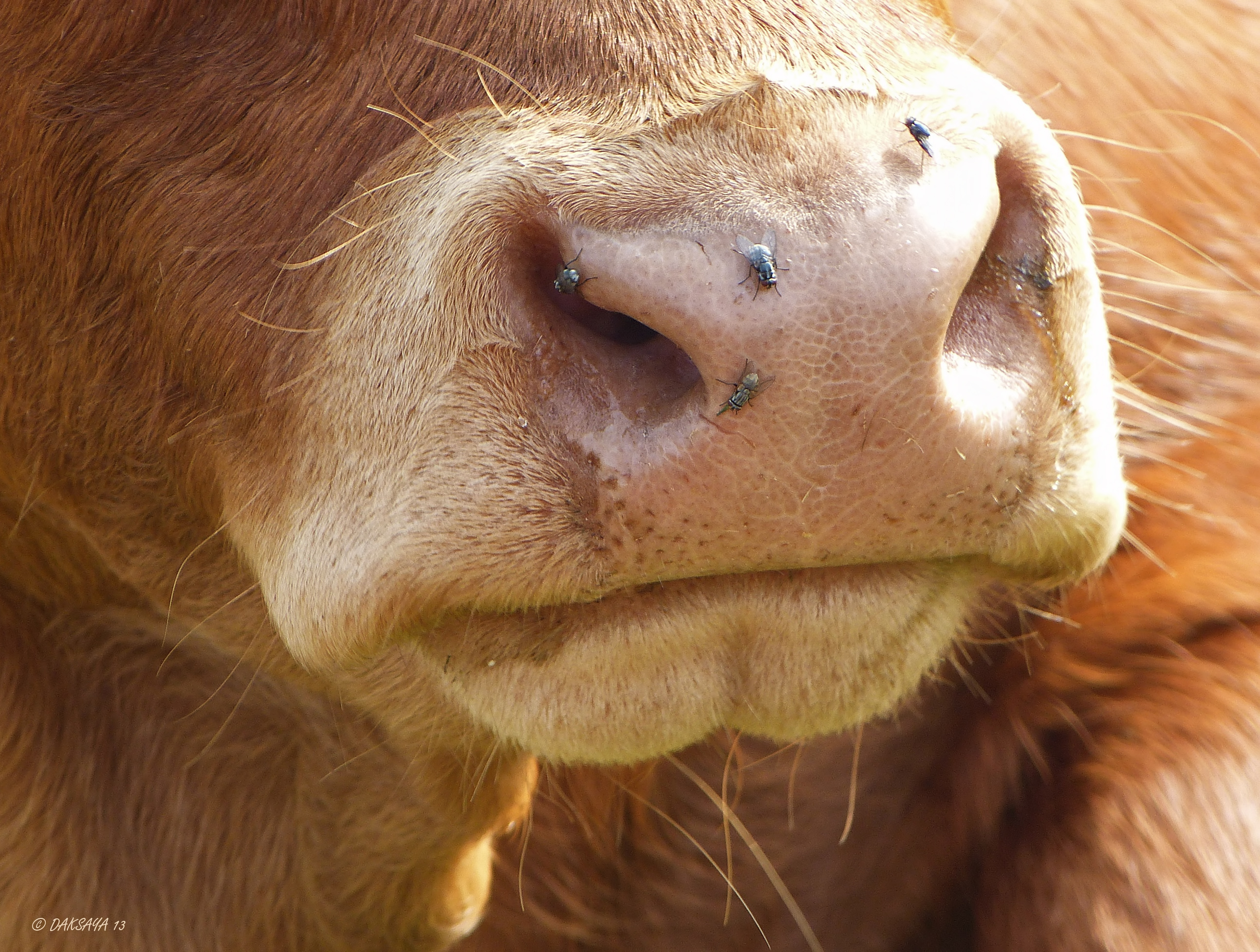 Limousin koe