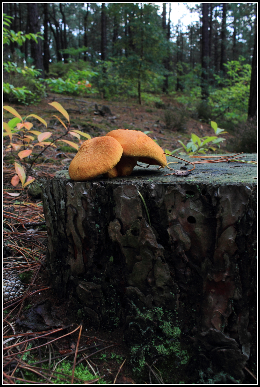 Herfst, ze schieten als paddenstoelen uit de grond