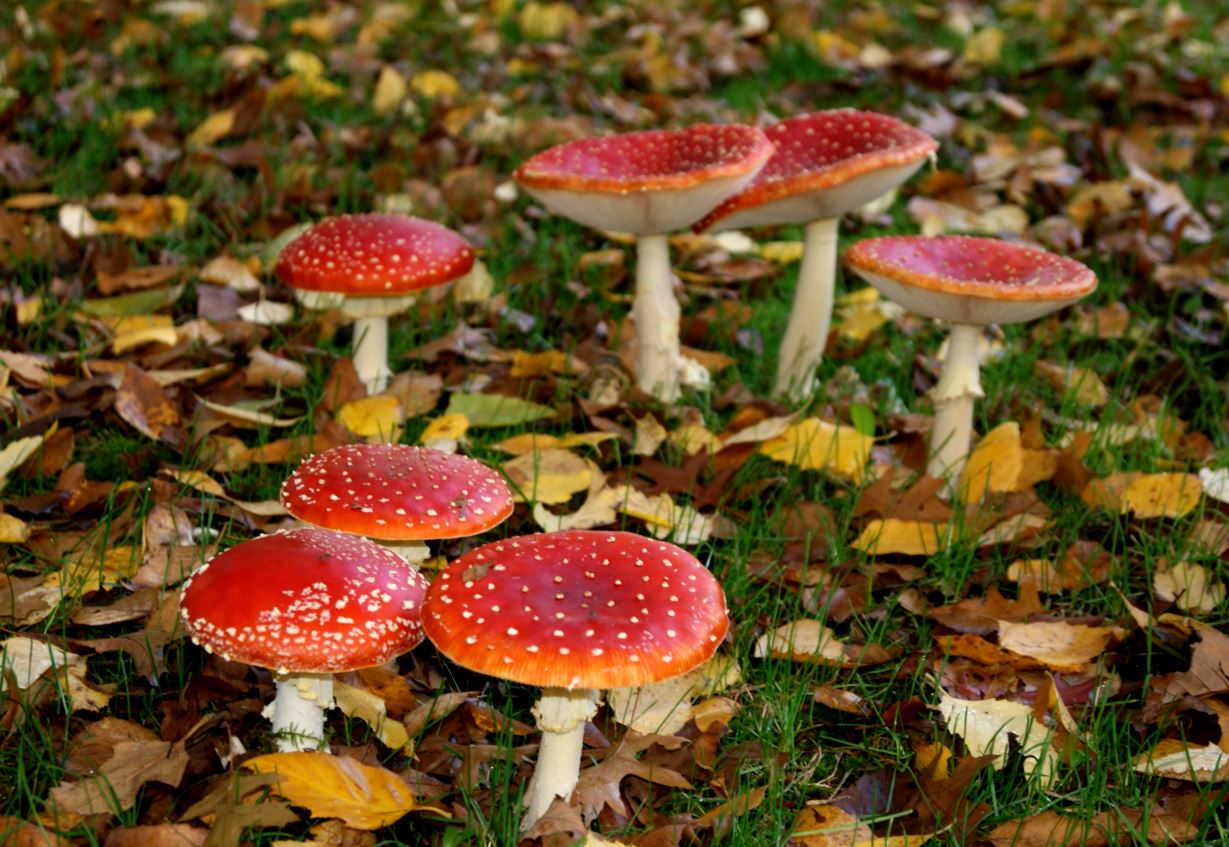 groep vliegenzwammen