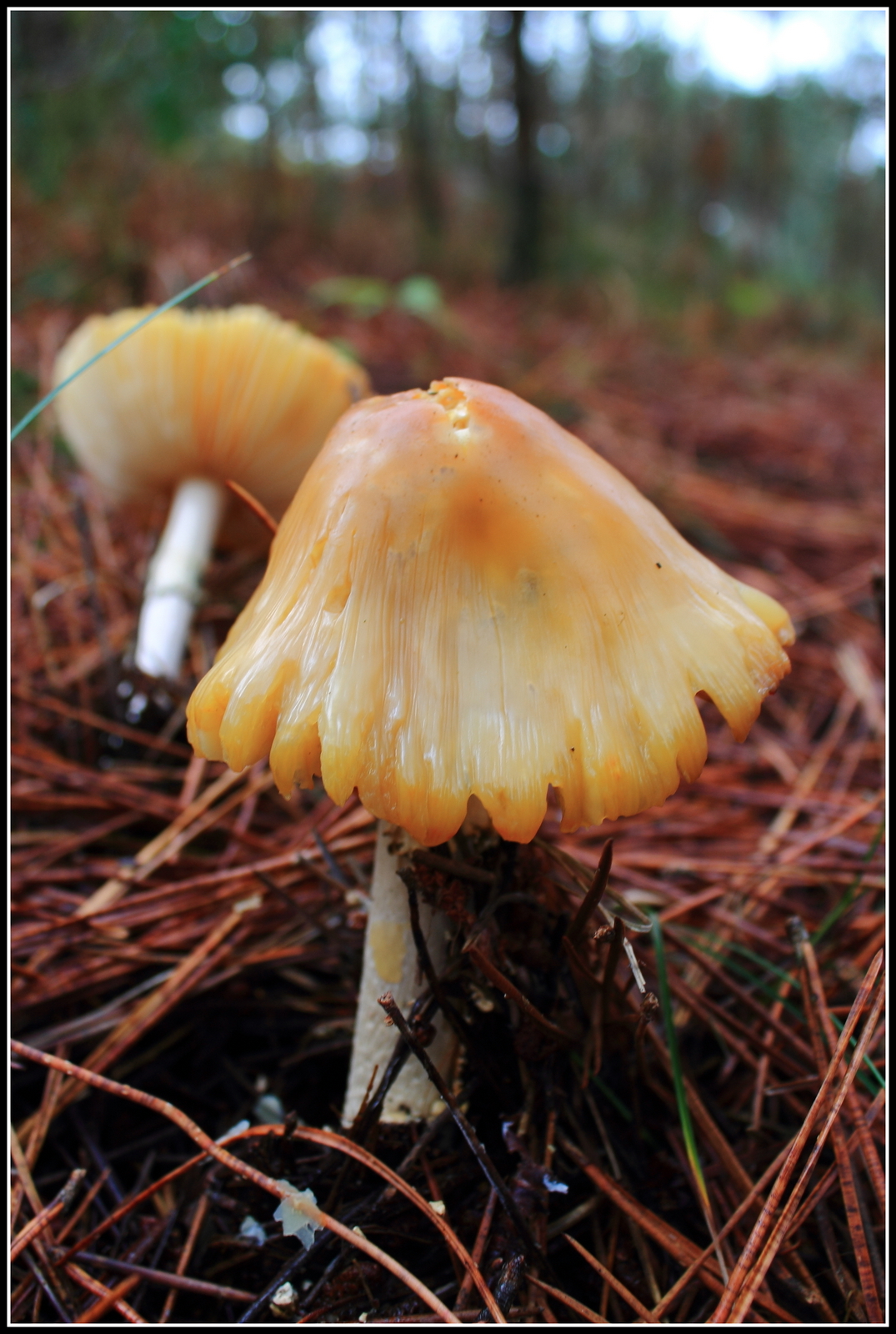 Herfst, ze schieten als paddenstoelen uit de grond