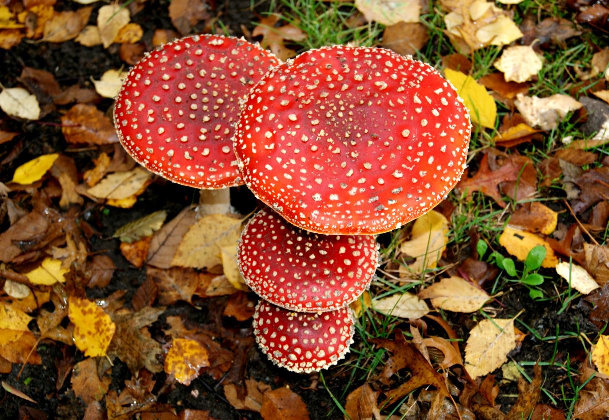 groepje vliegenzwammen