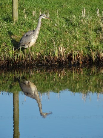 Blauwe reiger 4