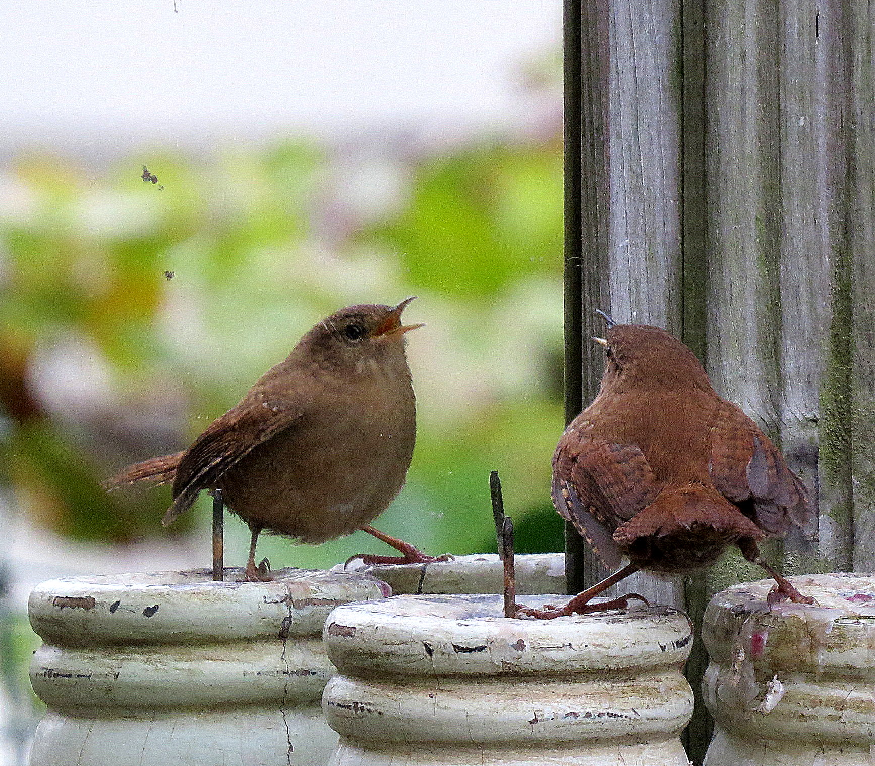 Ik ga voor je zingen! (3)