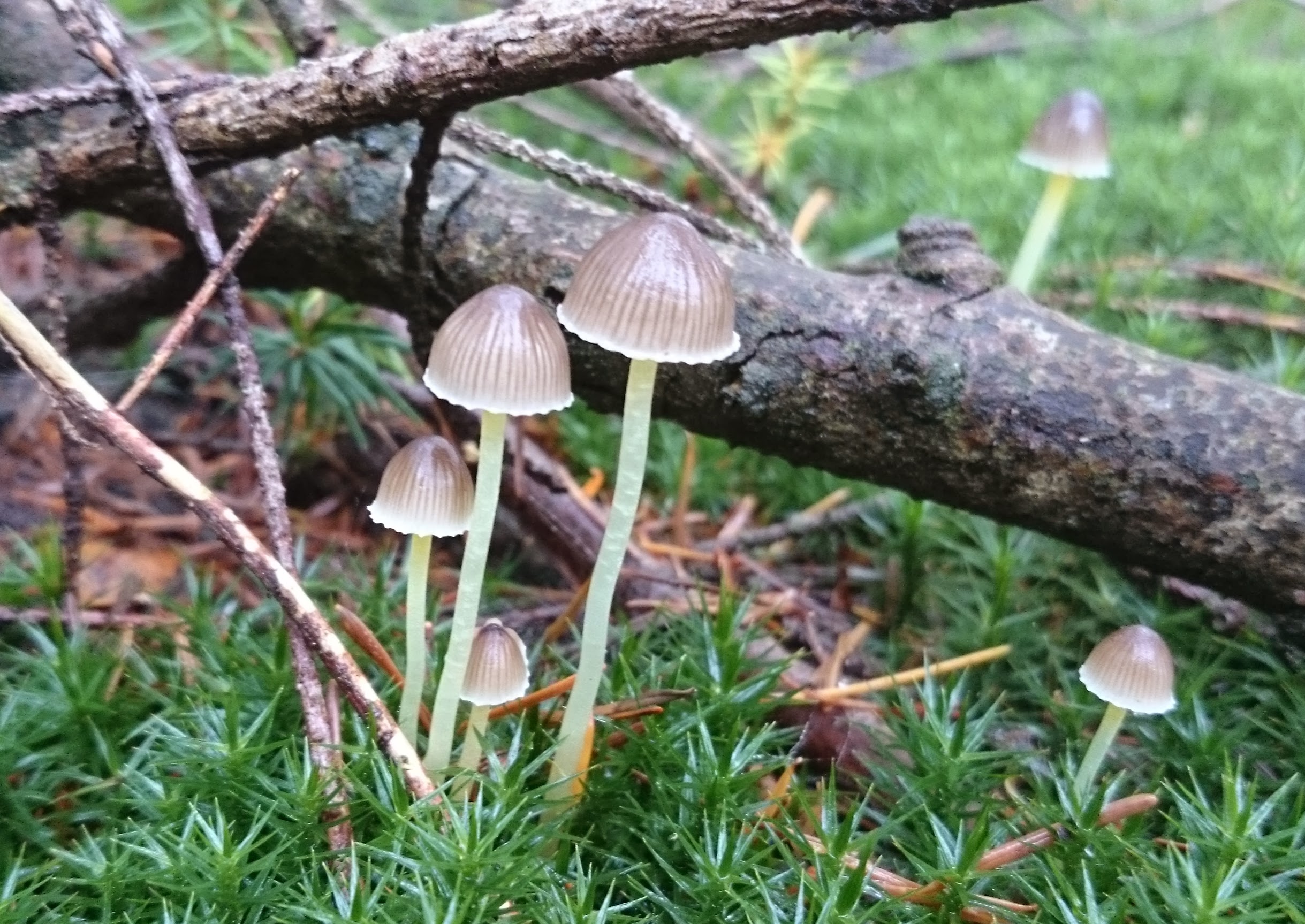 Grijze mycena...