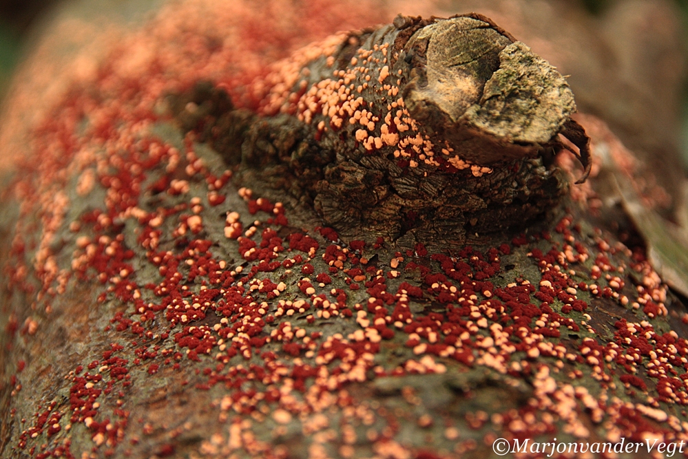 Gespikkeld meniezwam